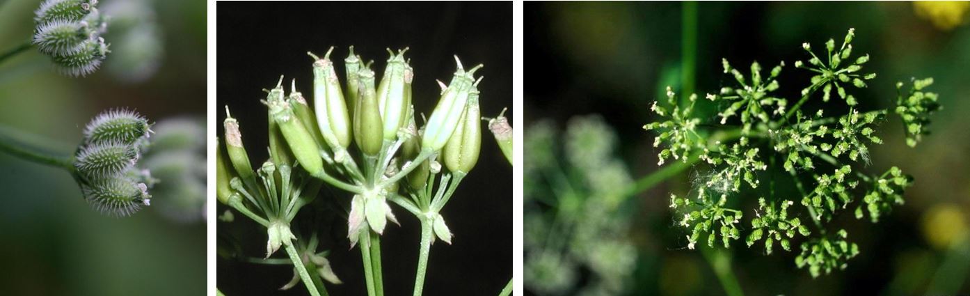 日本对冲欧芹,虚假的山萝卜和毒芹