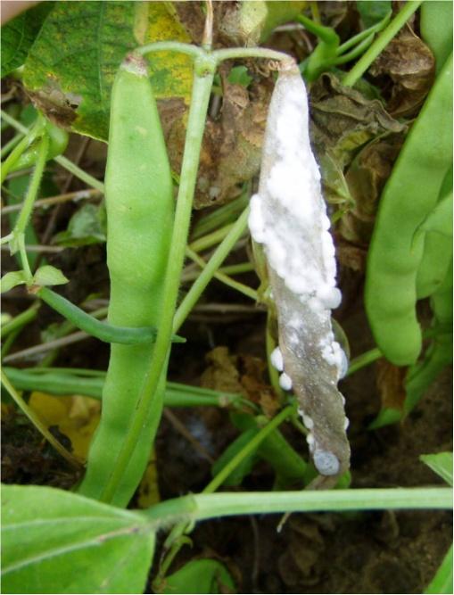 White_Mold_Bean_Pod