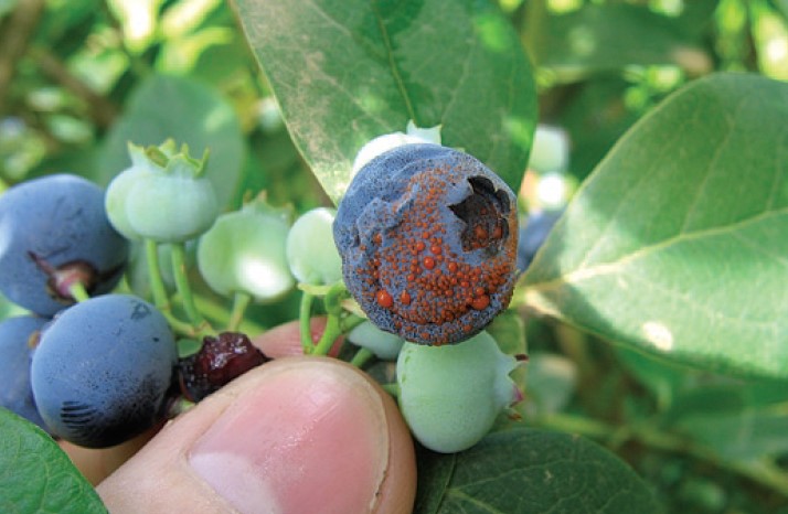 Fotografía de un arándano de la variedad Jersey con esporulación丰富的C. fioriniae