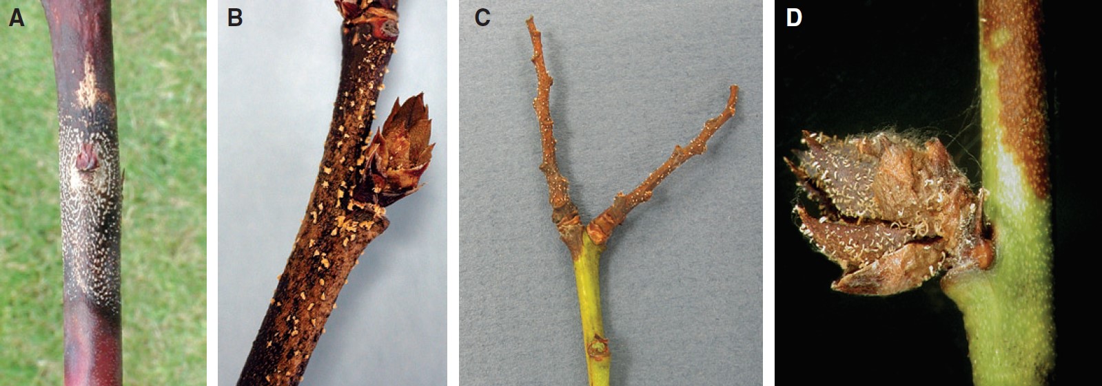 A) Cáncer en un tallo causado por C. fioriniae con acérvulos en círculos concéntricos alrededor de una yema vegetativa muerta。B)清醒的足球时代arándano休眠时期。C) esporas en un dardo de fruta viejo。D)花的esporas de escamas en las escamas de una yeema。