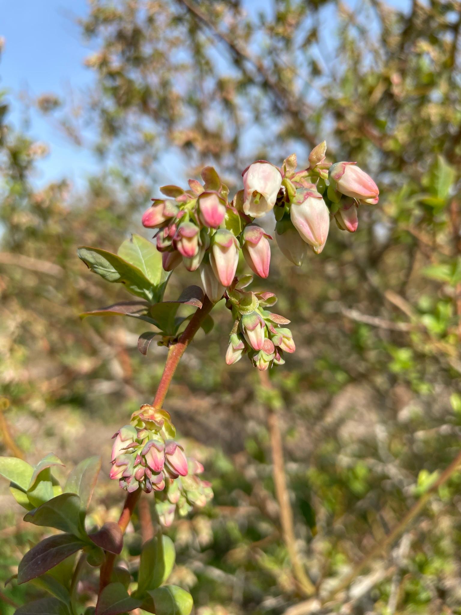 蓝莓开花。