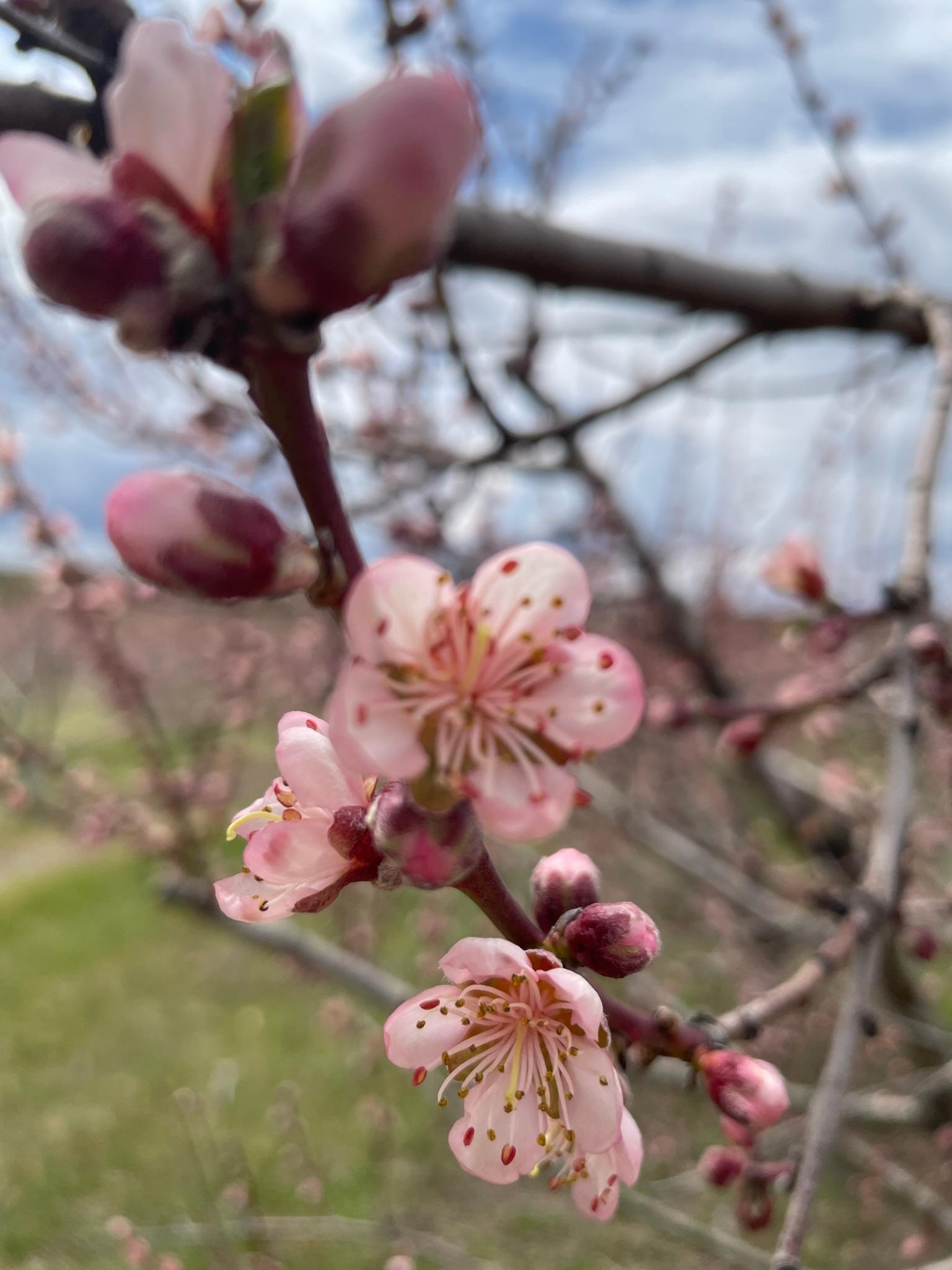 桃花