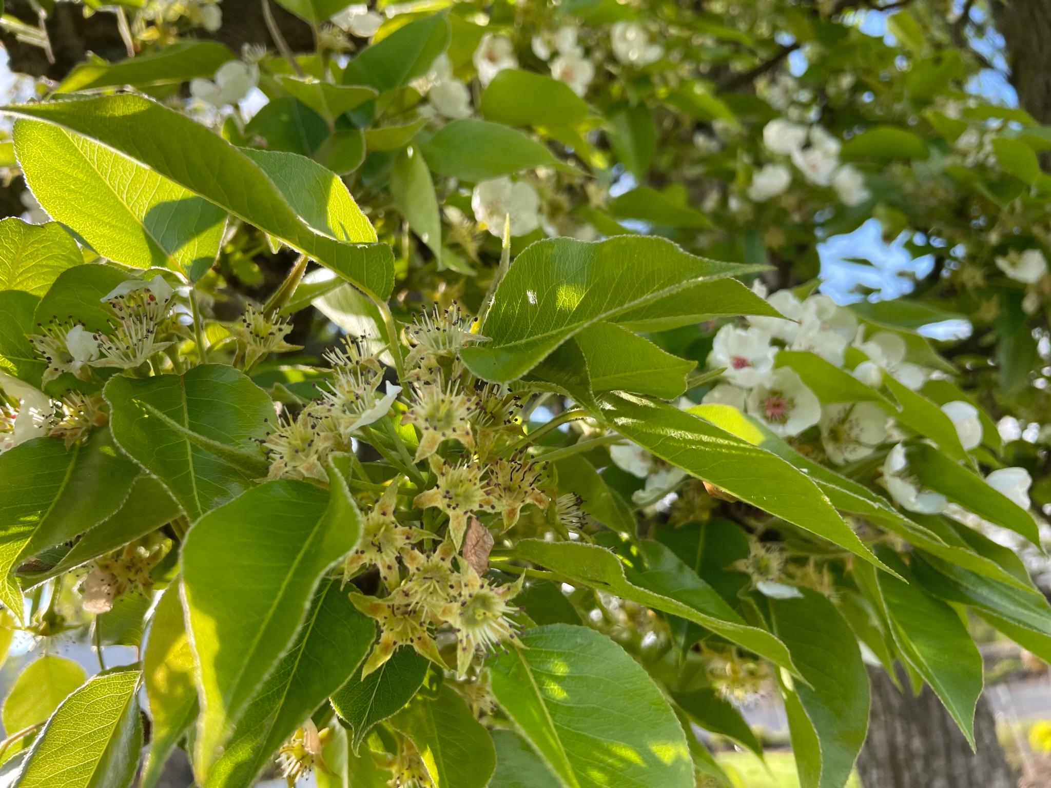 梨在花瓣下跌。