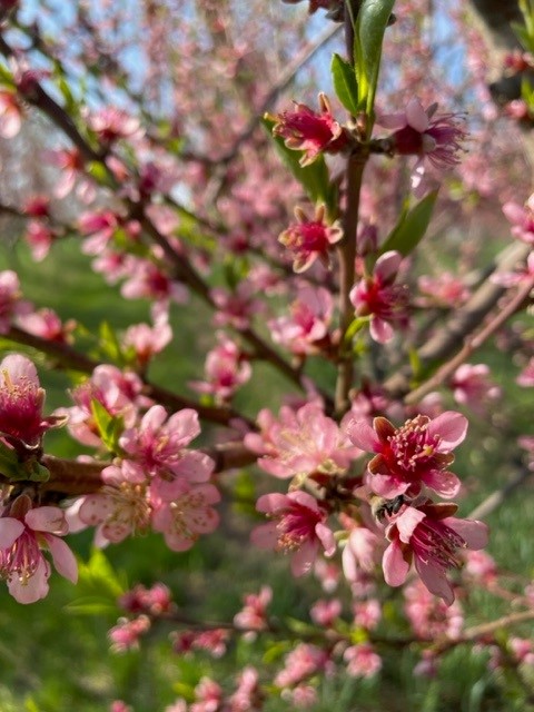 桃子开花