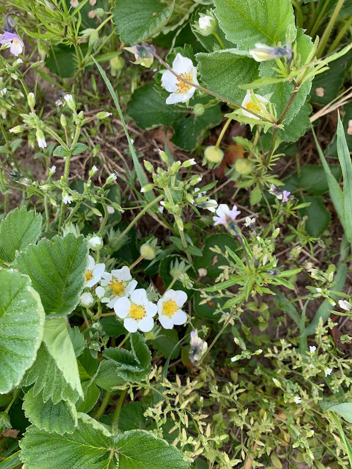 草莓花。