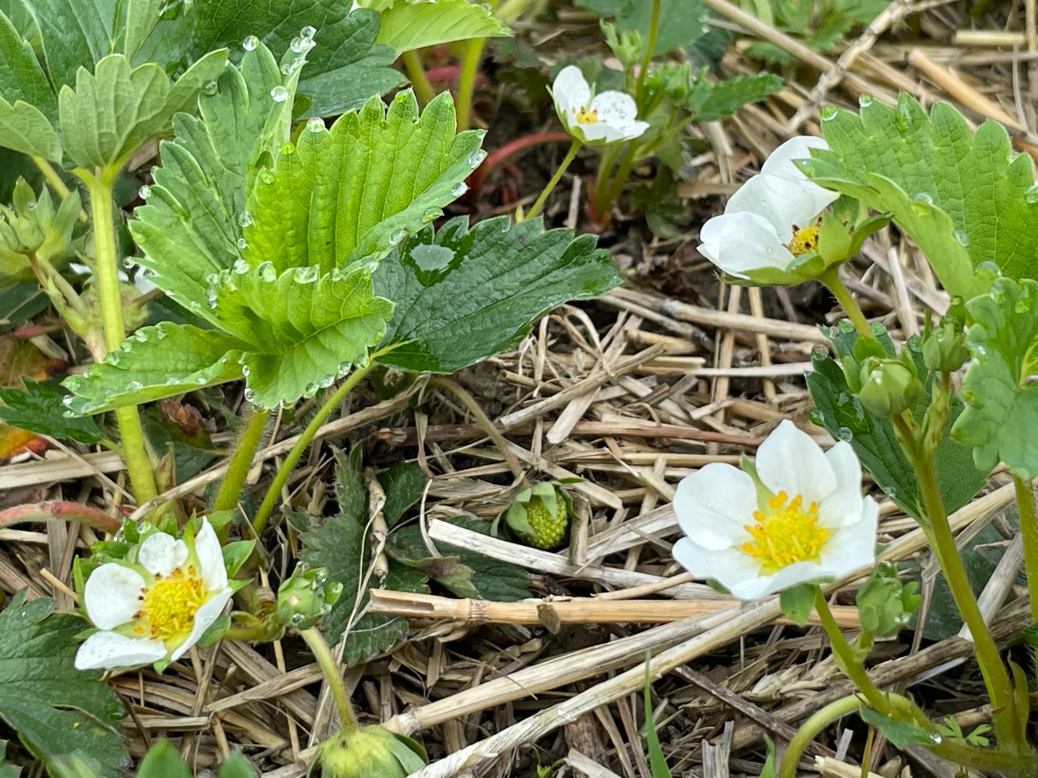 花朵在草莓。