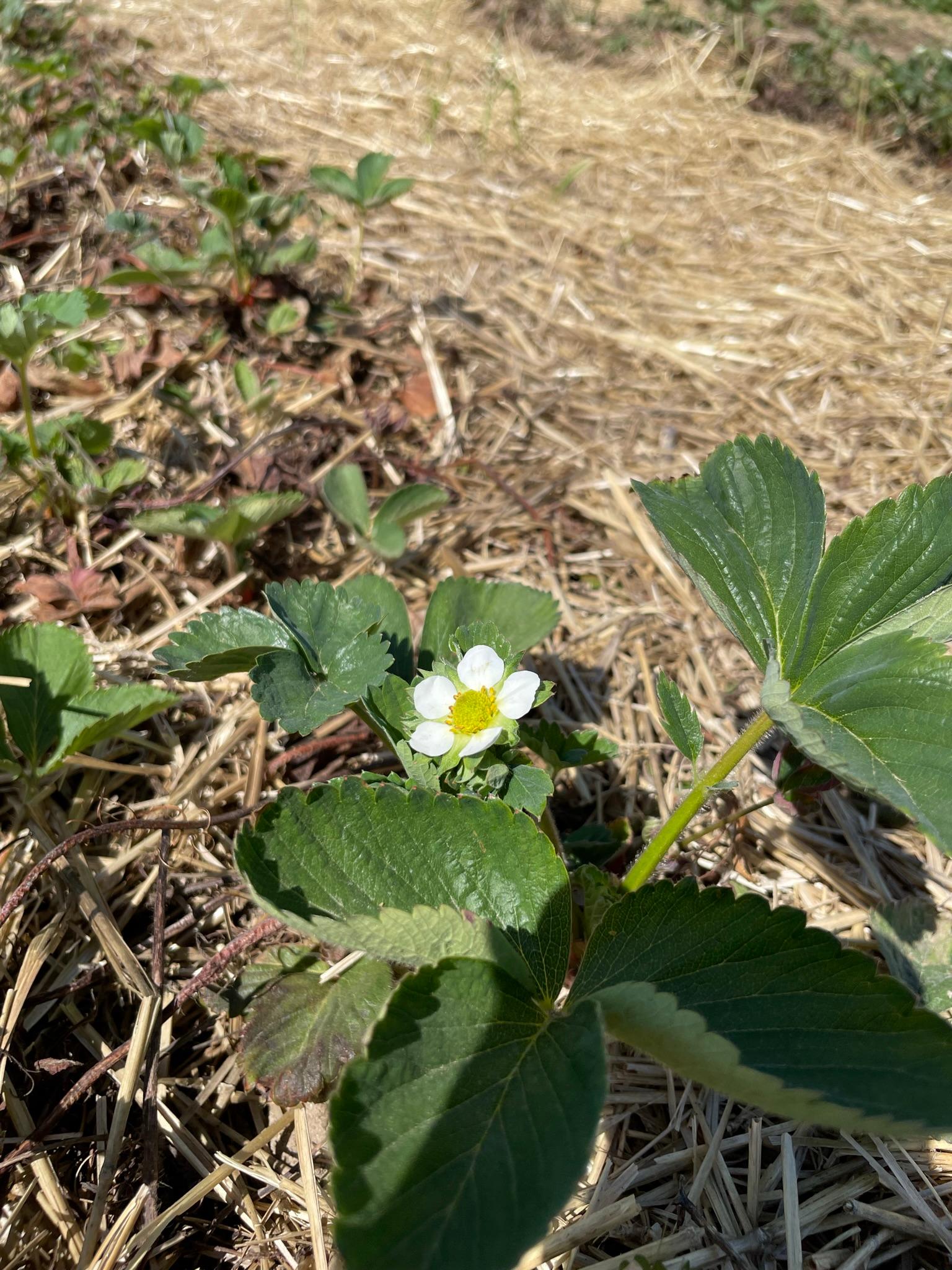 草莓开花。