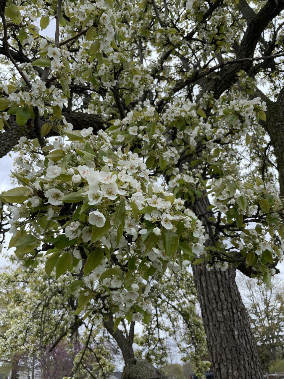 梨树开花