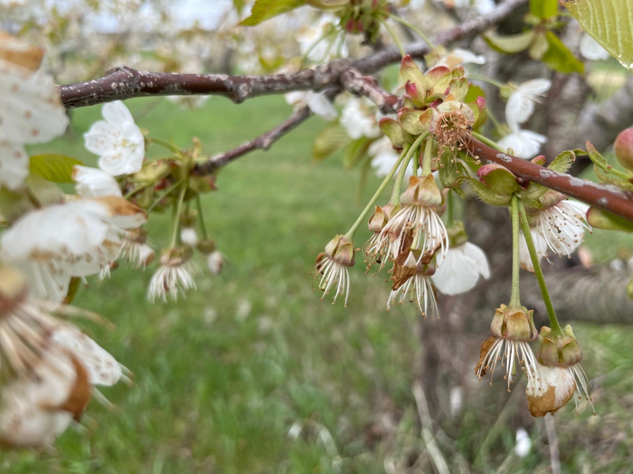 PlumPetalFall_Fenton_May1_2023.JPEG