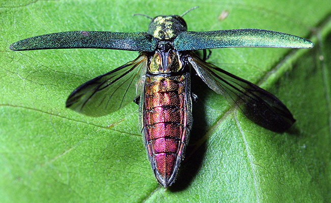 emerald-ash-borer_1