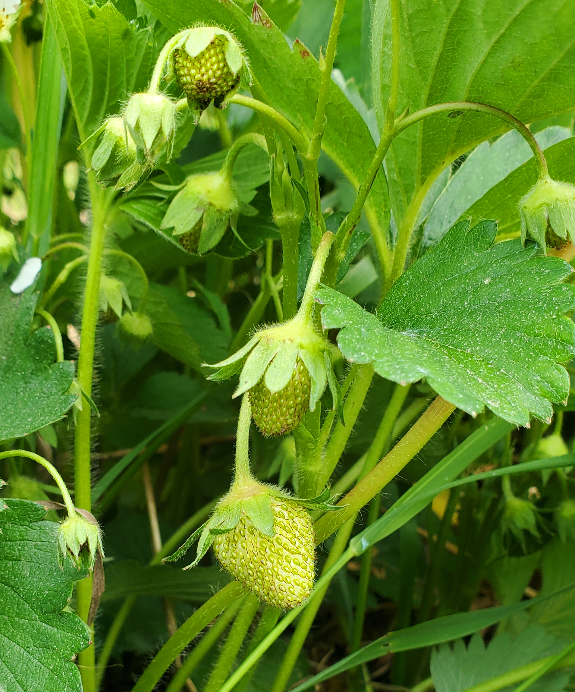 草莓开花。