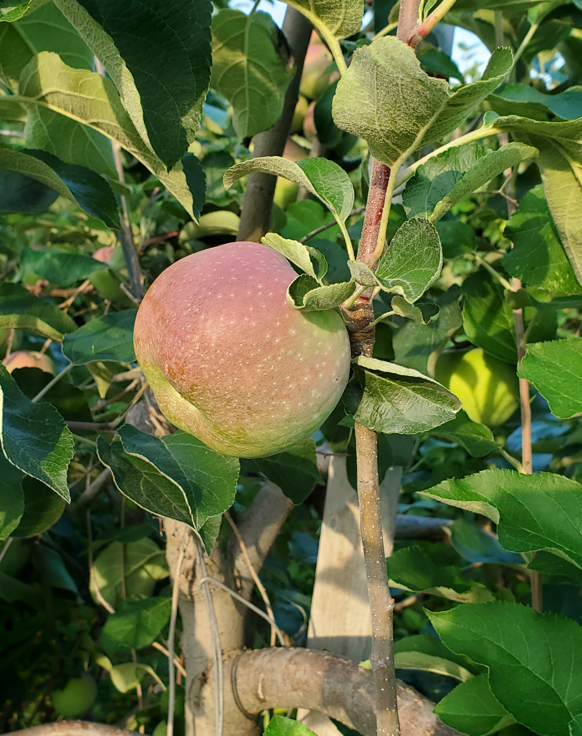 苹果在树上。