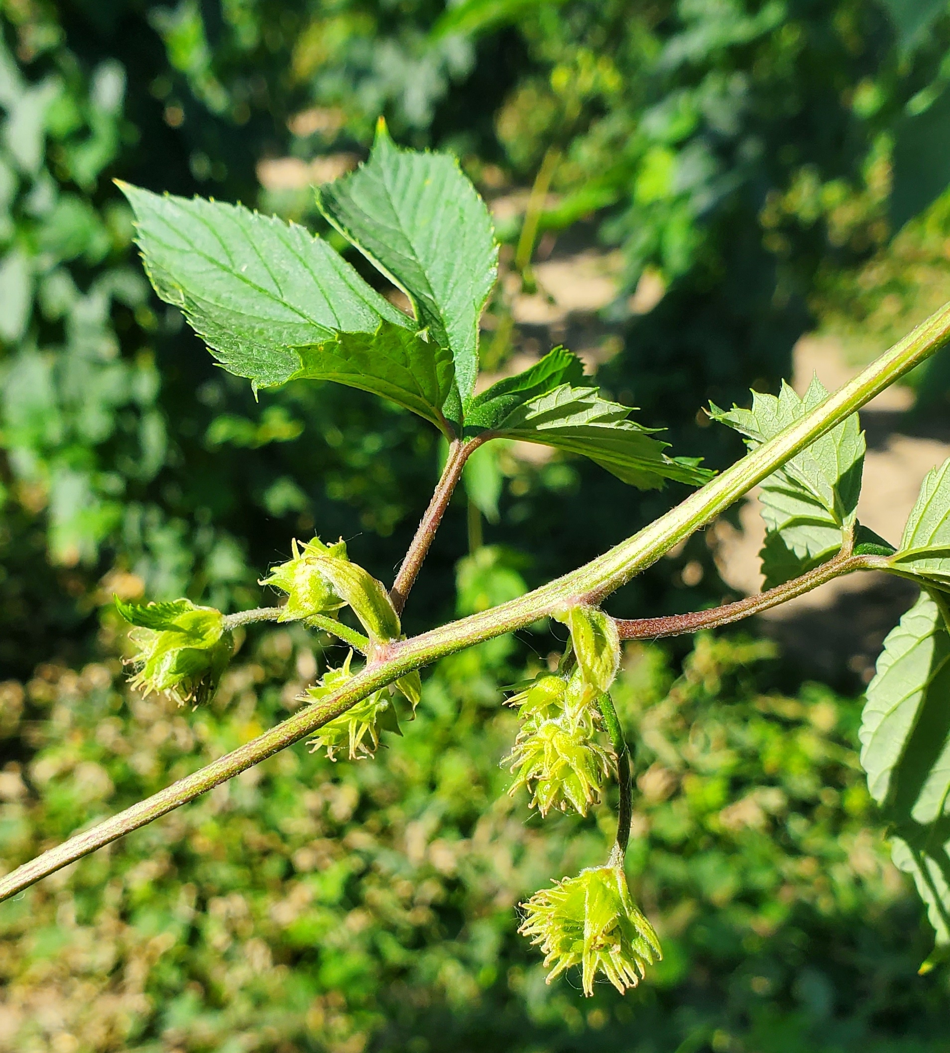 啤酒花上的花。