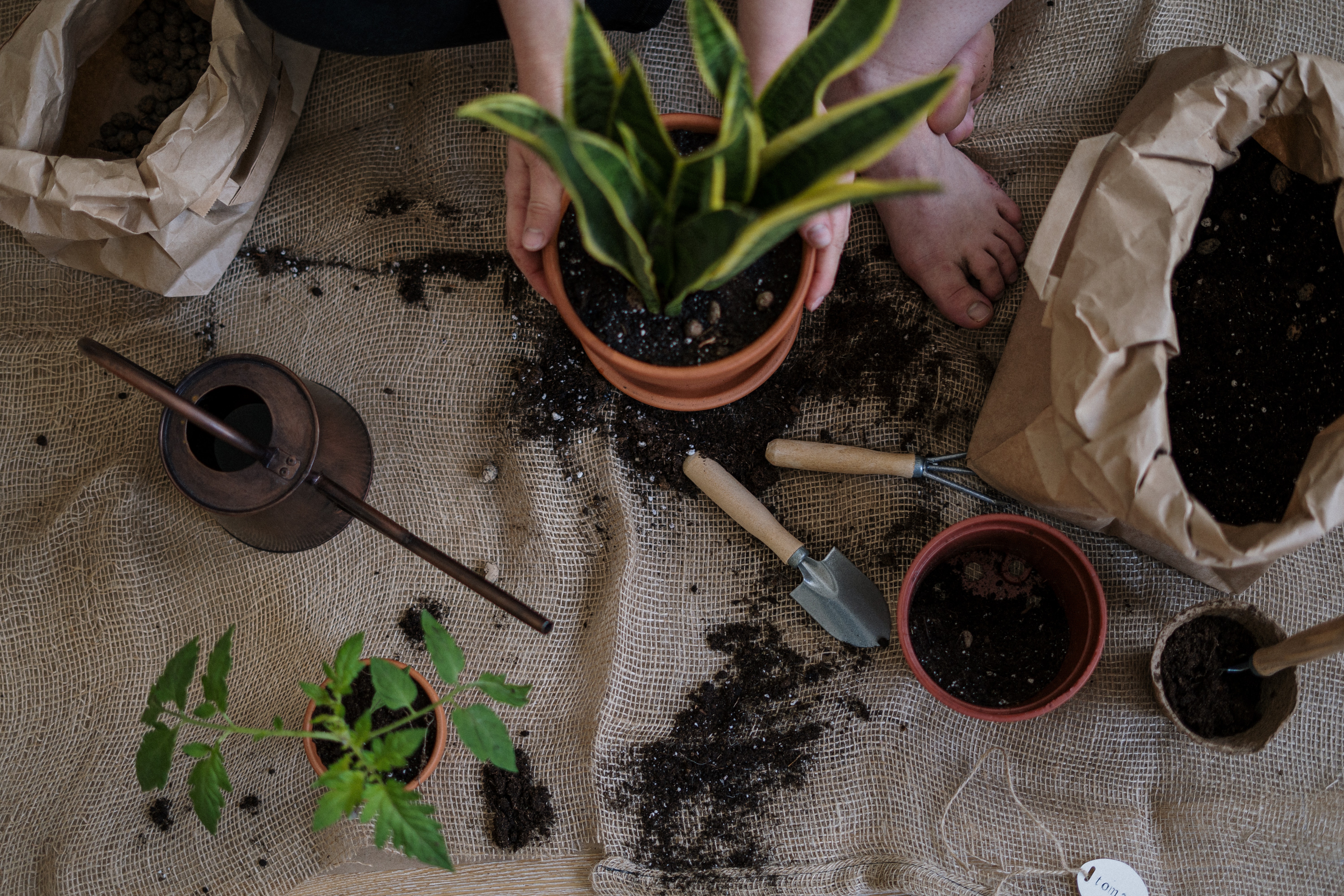 室内植物的照片