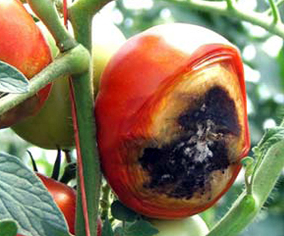 腐病症状在番茄开花