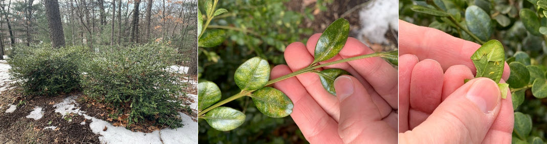 病虫害植物的例子照片。