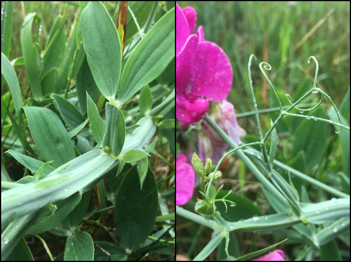 有翼的茎上花。