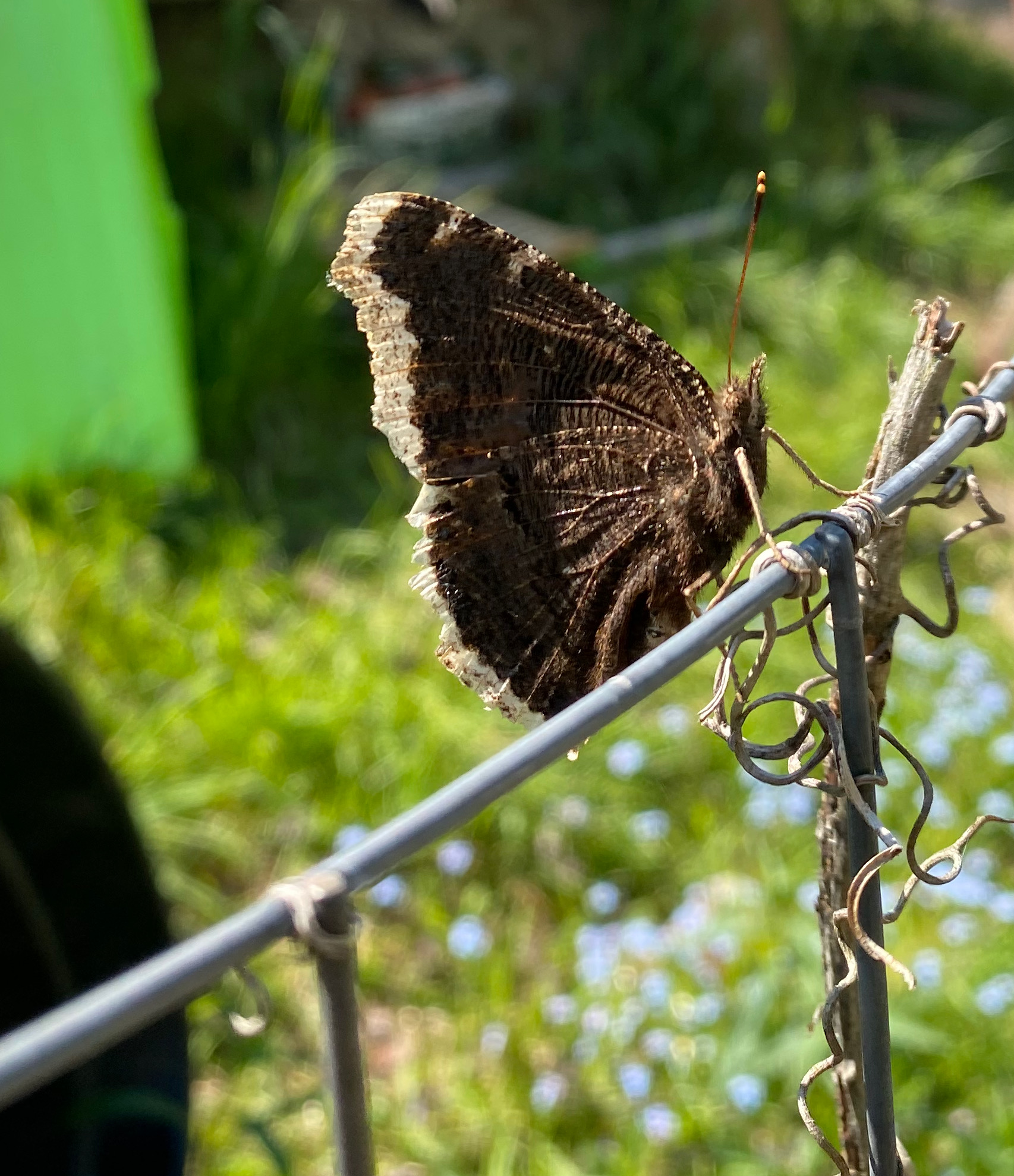 一只穿丧服的蝴蝶坐在篱笆上。