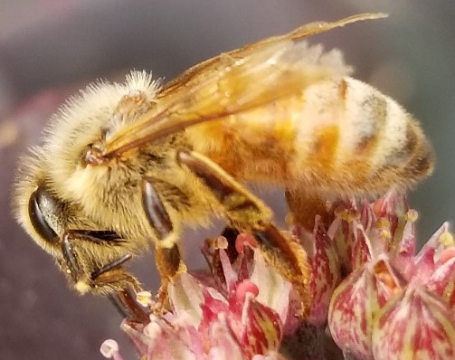欧洲蜜蜂