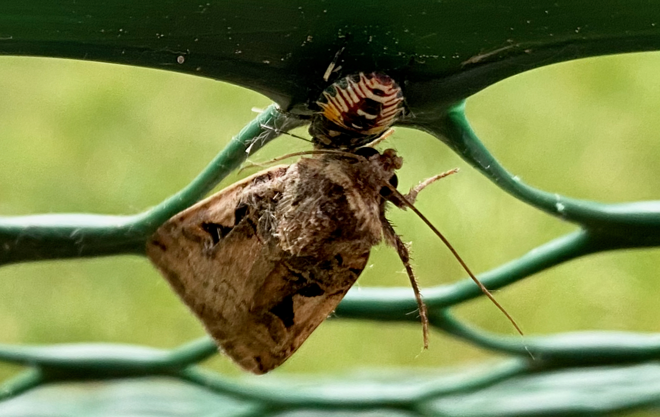一只未成熟的臭虫正在吃蛾子。