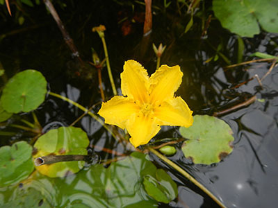 黄浮心花