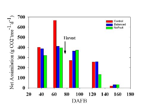 三种作物级处理净同化为41、66、91、127和155DAFB