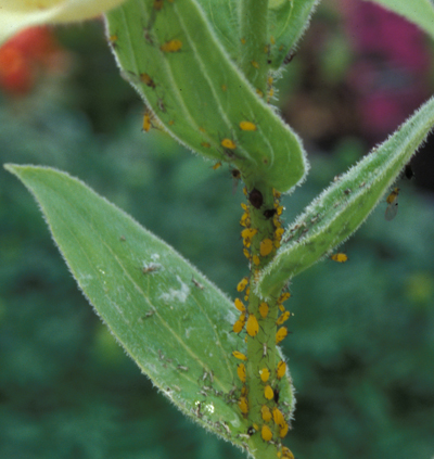 Aphids