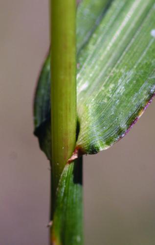 谷园草ligule