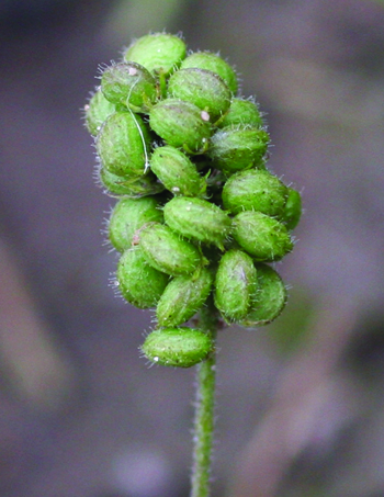 黑药果