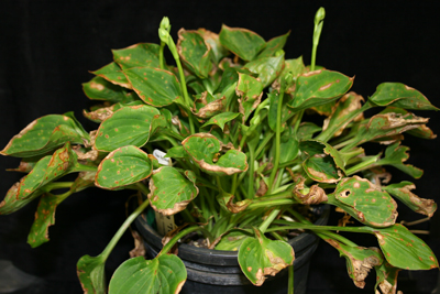 Botrytis on hosta