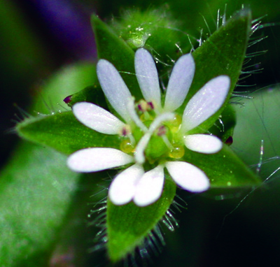 常见鸡毛花