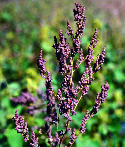 常见lambsquarters成熟seedhead