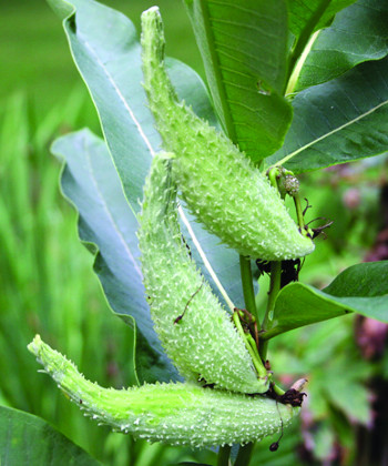 常见牛奶菜果