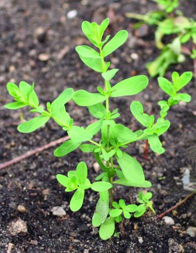 公共St强斯沃特青年植物