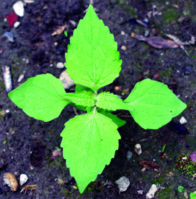 毛状加银茄厂