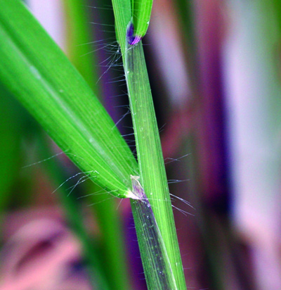 大螃蟹ligule