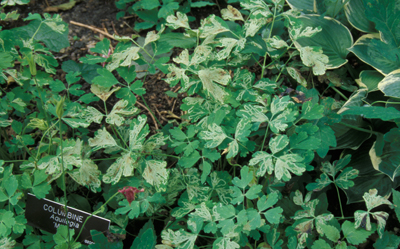 Leafminer Damage on Columbine