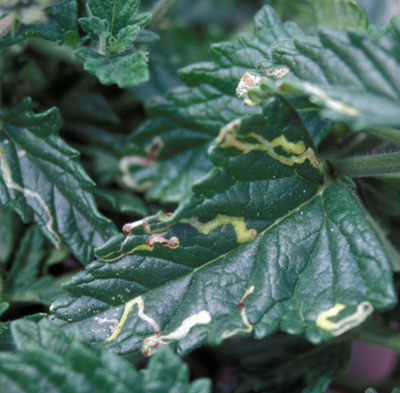 Leafminer Damage on Verbena