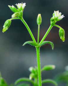 鼠标鸡毛花果