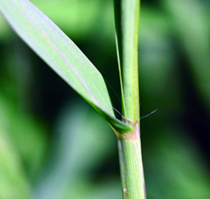 平滑蟹草ligule