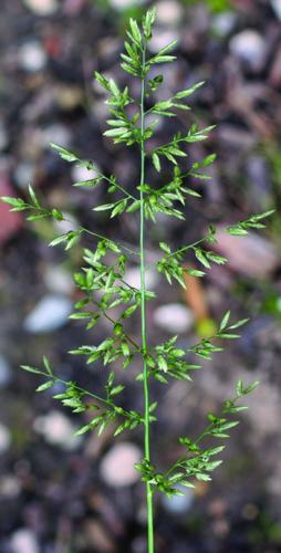 stinkgrass新seedhead