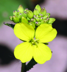 野生芥菜花