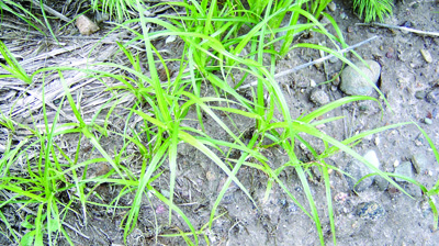 yellow nutsedge patch