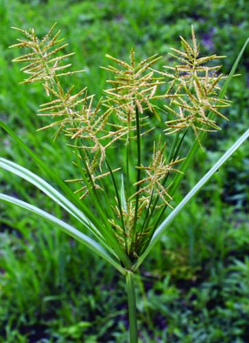 yellow nutsedge seedhead