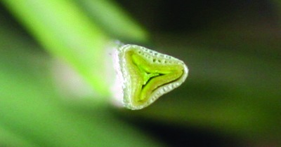 yellow nutsedge stem