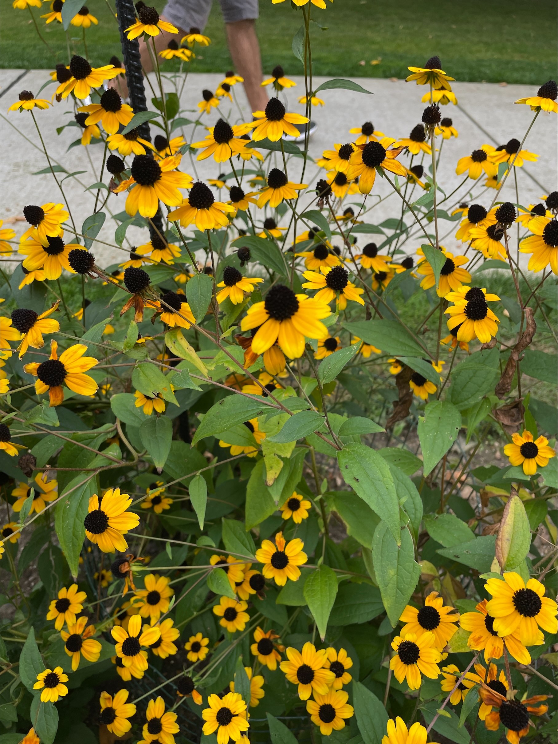 黄色的圆锥花。