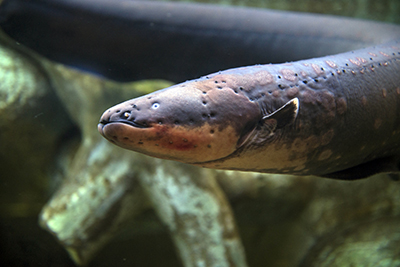 electric-eel-2