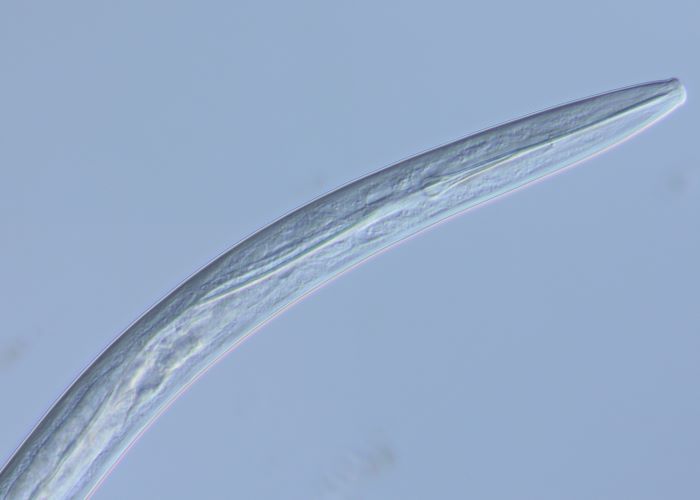 Dagger_nematode_2