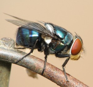 bluebottlefly - 300 x281