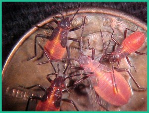 盒子Elder Bug Nymphs